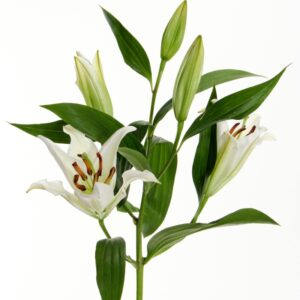 White Lily Bouquet