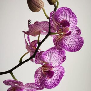 Orchid